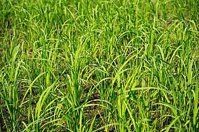 《猎天使魔女3》防走光模式与正常画面对比 裸露减少