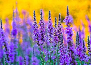 《战争机器：事变日》可能还将登陆PlayStation平台